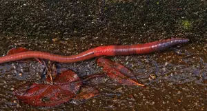 Růže Kožní Onemocnění